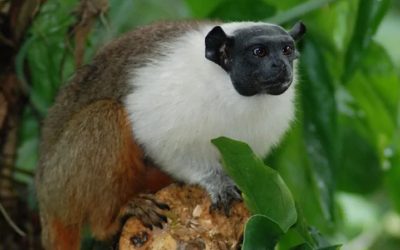 Projeto de fotógrafo busca salvar sauim-de-coleira da extinção