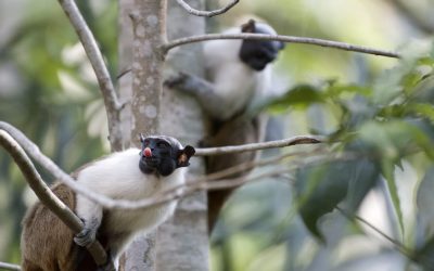 O ameaçado sauim-de-coleira ganha unidade de conservação no Amazonas