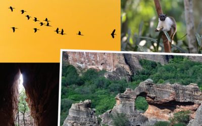 Forbes Life Fashion: Fotógrafo e ambientalista Mario Barila ajuda a reflorestar o Brasil…